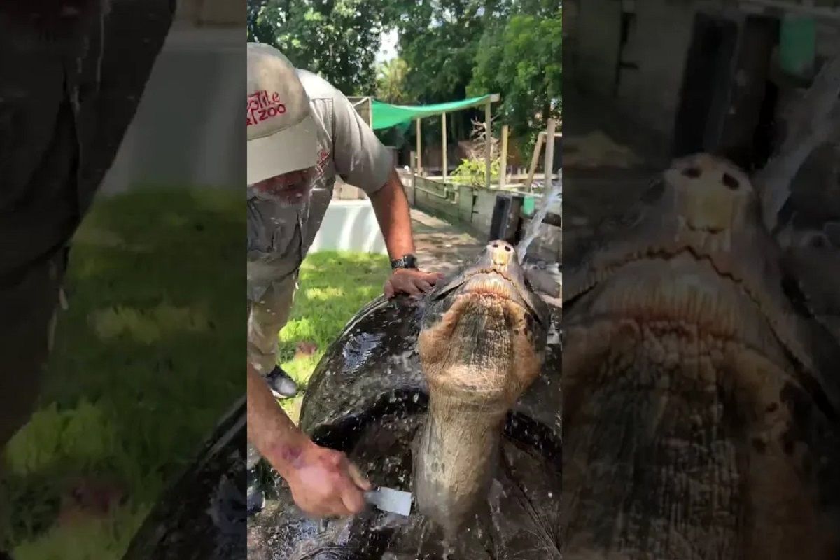 (ویدئو) این لاک پشت غول پیکر 106 سال سن دارد!