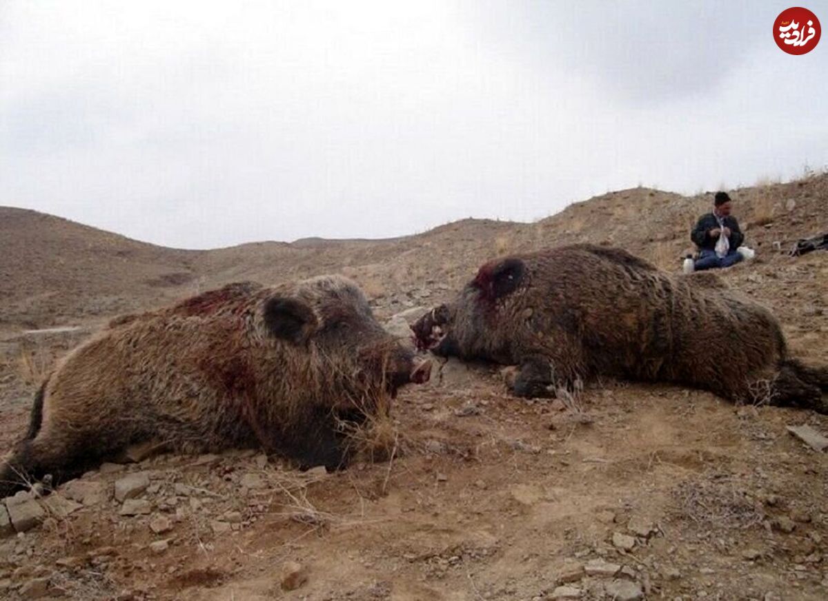 (تصاویر) شیوع گرازخوری در برخی مناطق ایران