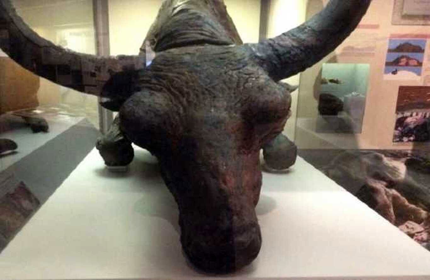 (عکس) عجیب‌ترین جمجمه با قدمتی ۴۰ هزار ساله