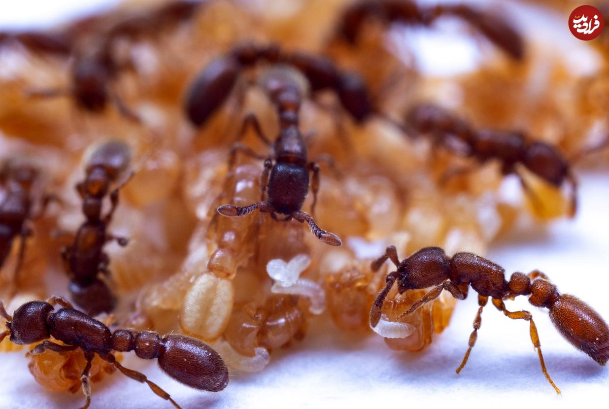 کشفی که زیست‌شناسان را شگفت‌زده کرد؛ مورچه‌ها هم «شیر» دارند!