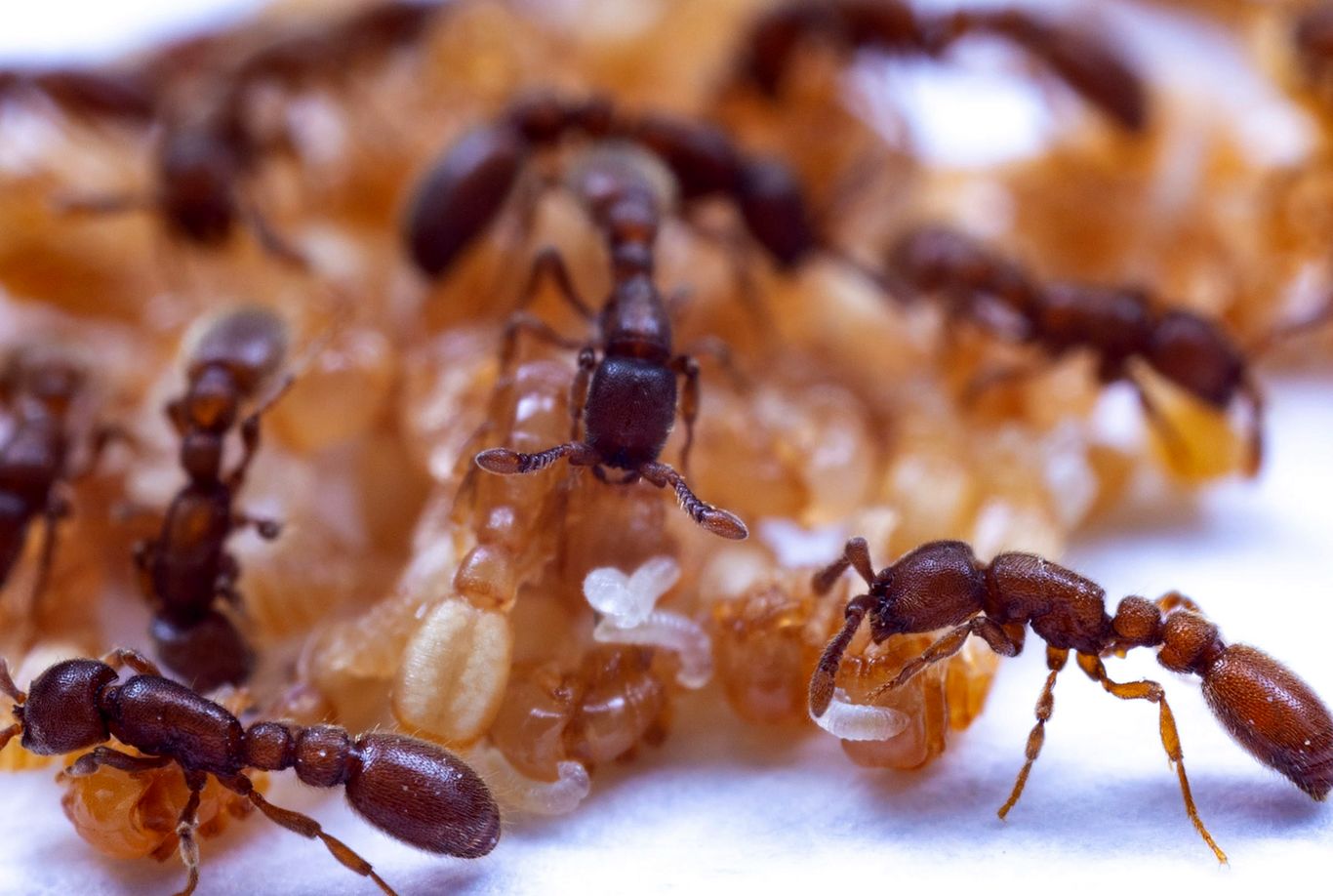 کشفی که زیست‌شناسان را شگفت‌زده کرد؛ مورچه‌ها هم «شیر» دارند!