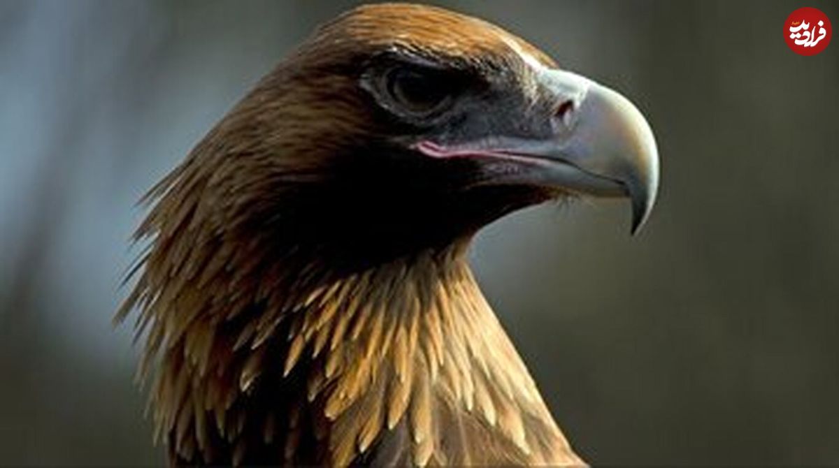 (عکس) این عقاب غول پیکر، کانگورو شکار می‌کرد!
