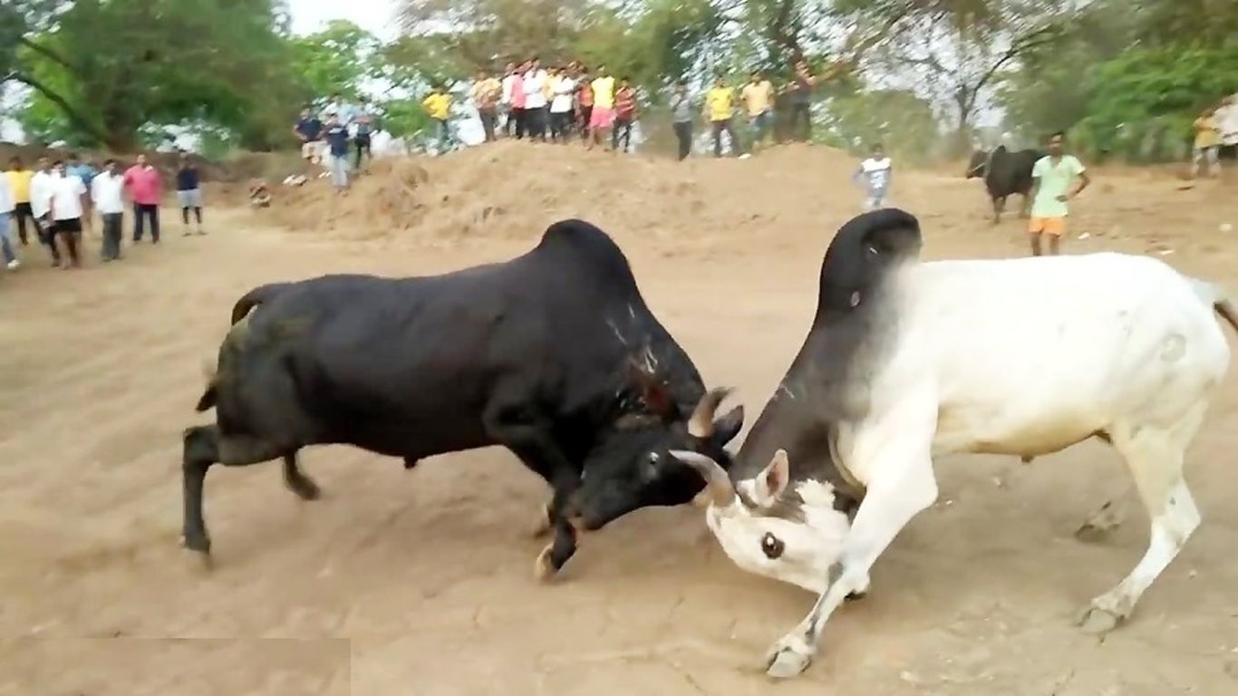 (ویدئو) لحظه دیدنی سر شاخ شدن دو گاو با هم در هندوستان