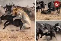 (ویدئو) ماده شیر بوفالو را دزدید، گله بوفالوها نجات‌اش دادند!