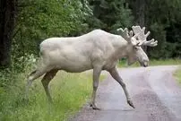 ببینید| گشت‌و‌گذار خانوادگی گوزن‌های سفید