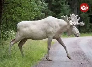 ببینید| گشت‌و‌گذار خانوادگی گوزن‌های سفید