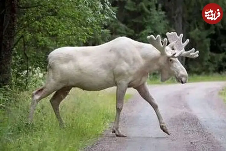 ببینید| گشت‌و‌گذار خانوادگی گوزن‌های سفید