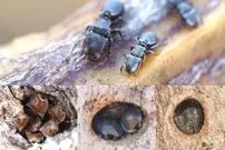 از "تکامل معکوس" چه می‌دانید؟