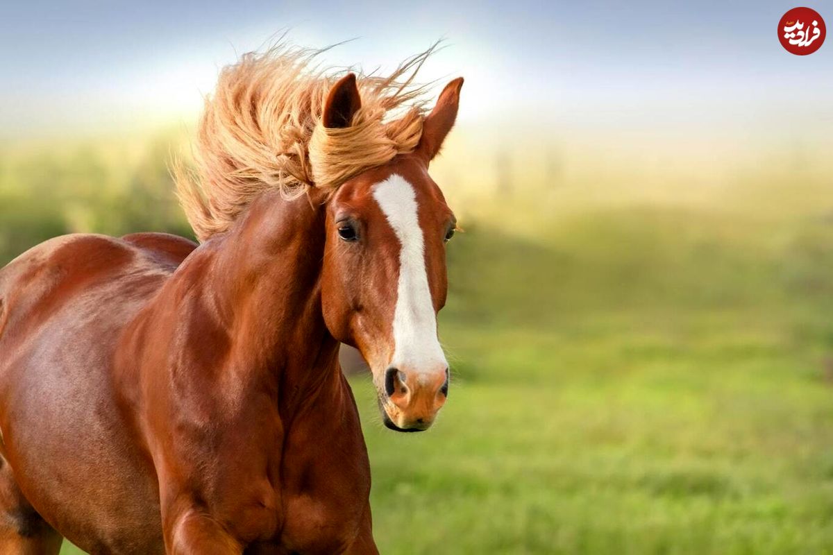 (ویدئو) نجات اسب‌ها در اروگوئه؛ لطفا آن‌ها را نخورید