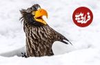 تصاویر برگزیده از مسابقه عکاسی طنز حیات وحش ۲۰۲۵ نیکون