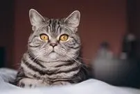 (ویدئو) مقاومت جالب یک گربه برای تقسیم نکردن غذا!
