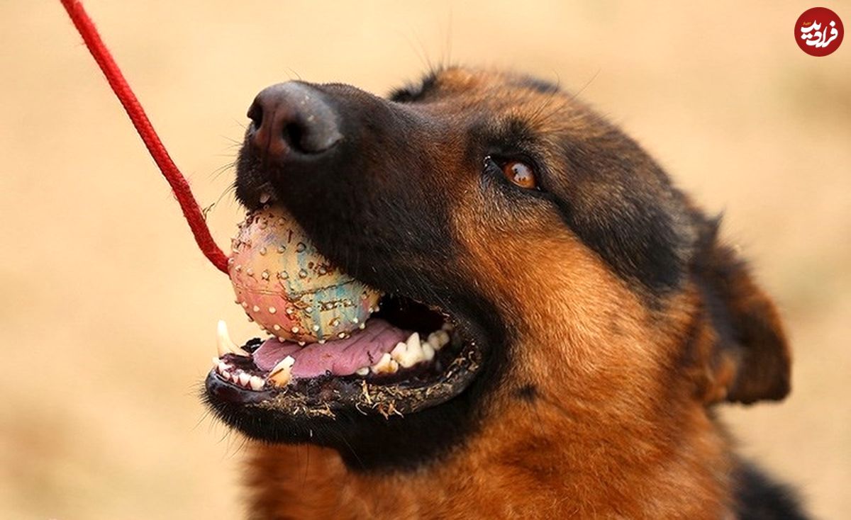 تصاویر/ سگ‌های جستجو و نجات هلال احمر