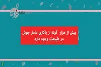 ویدیو/ صورت‌تان جوش می‌زند؟ این ویدیو را از دست ندهید!
