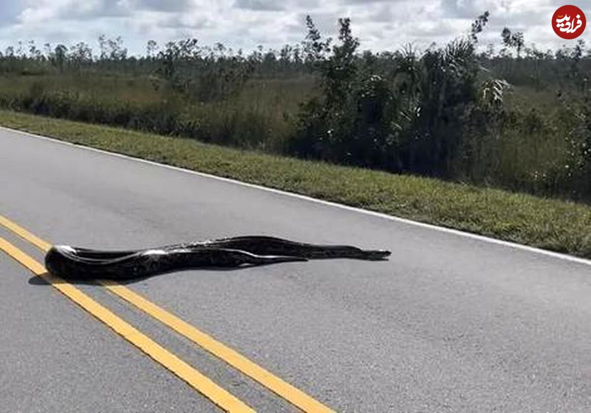 (ویدئو) مار ۴.۵ متری عرض جاده‌ای را در فلوریدا بست