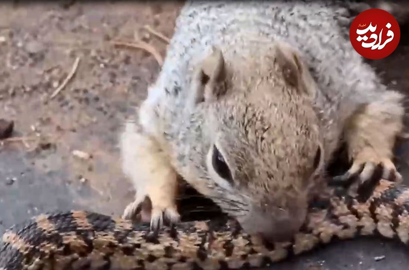 (ویدئو) سنجاب‌های خشمگین، مار‌های سمی و خطرناک را کشتند!