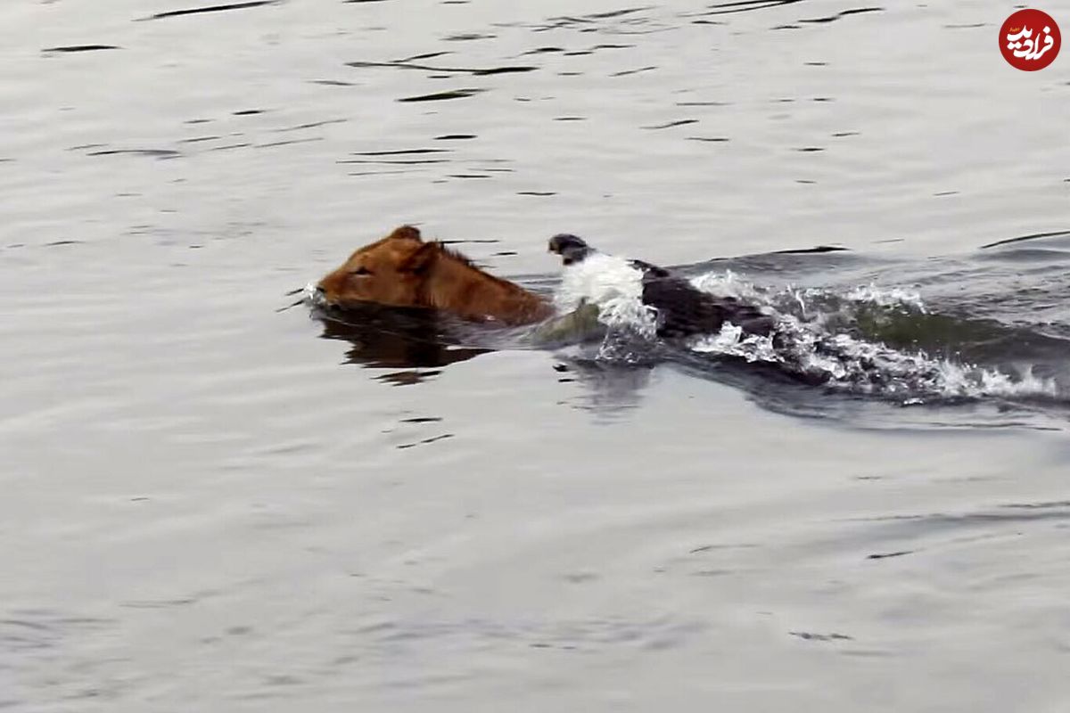 (ویدئو) حمله وحشتناک تمساح به یک شیر جوان در آب