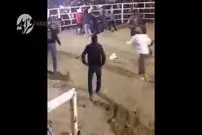 ویدیو/ گاو بازی عجیب؛ دعوا وسط میدان نبرد!