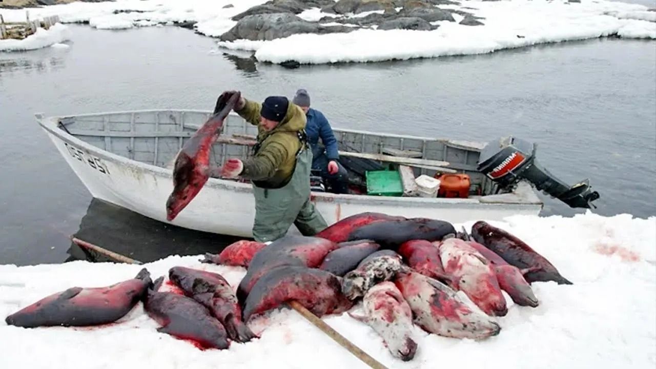 (ویدئو) نحوه شکار فوک های قطب شمال؛ فرآوری سنتی پوست و گوشت فوک