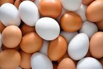 (ویدیو) مراحل تشکیل تخم مرغ 