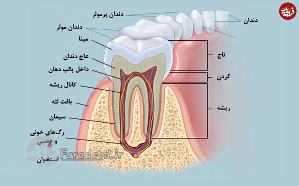 درمان درد دندان در چند دقیقه