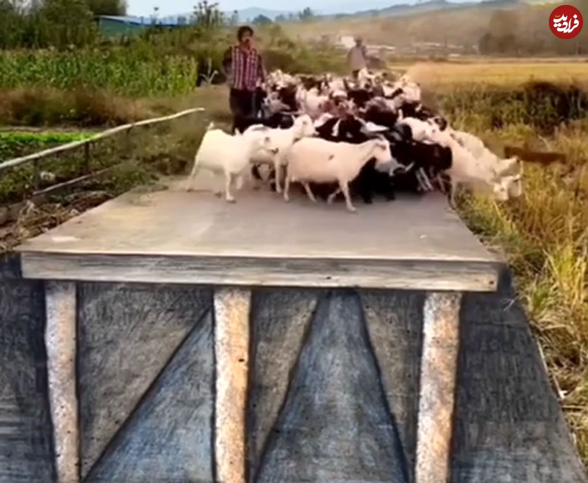 (ویدئو) سرکار گذاشتن گله گوسفند‌ها با نقاشی سه بعدی