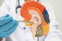 یافته‌ای جدید در مورد مغز انسان