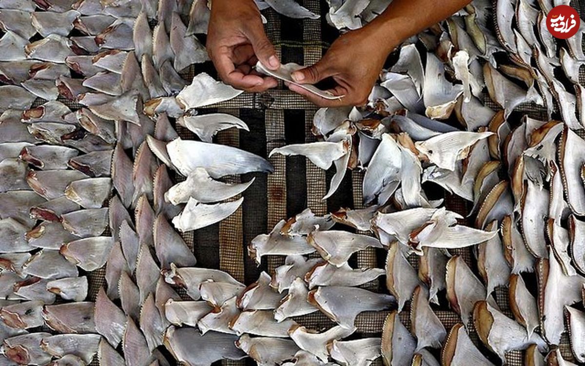 تجارت باله کوسهها؛ خطری جدی برای خلیج فارس