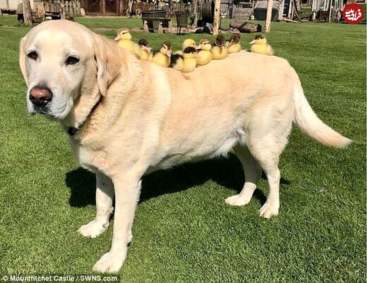 (عکس) این سگ پیر پدرخوانده ۹ جوجه اردک شده است