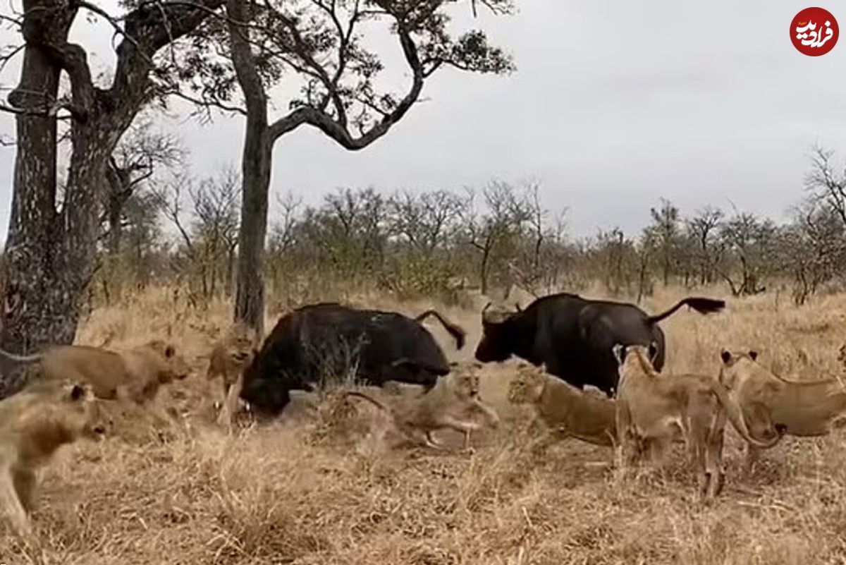 (ویدئو) حمله مرگبار گاومیش خشمگین به گله شیرهای گرسنه!