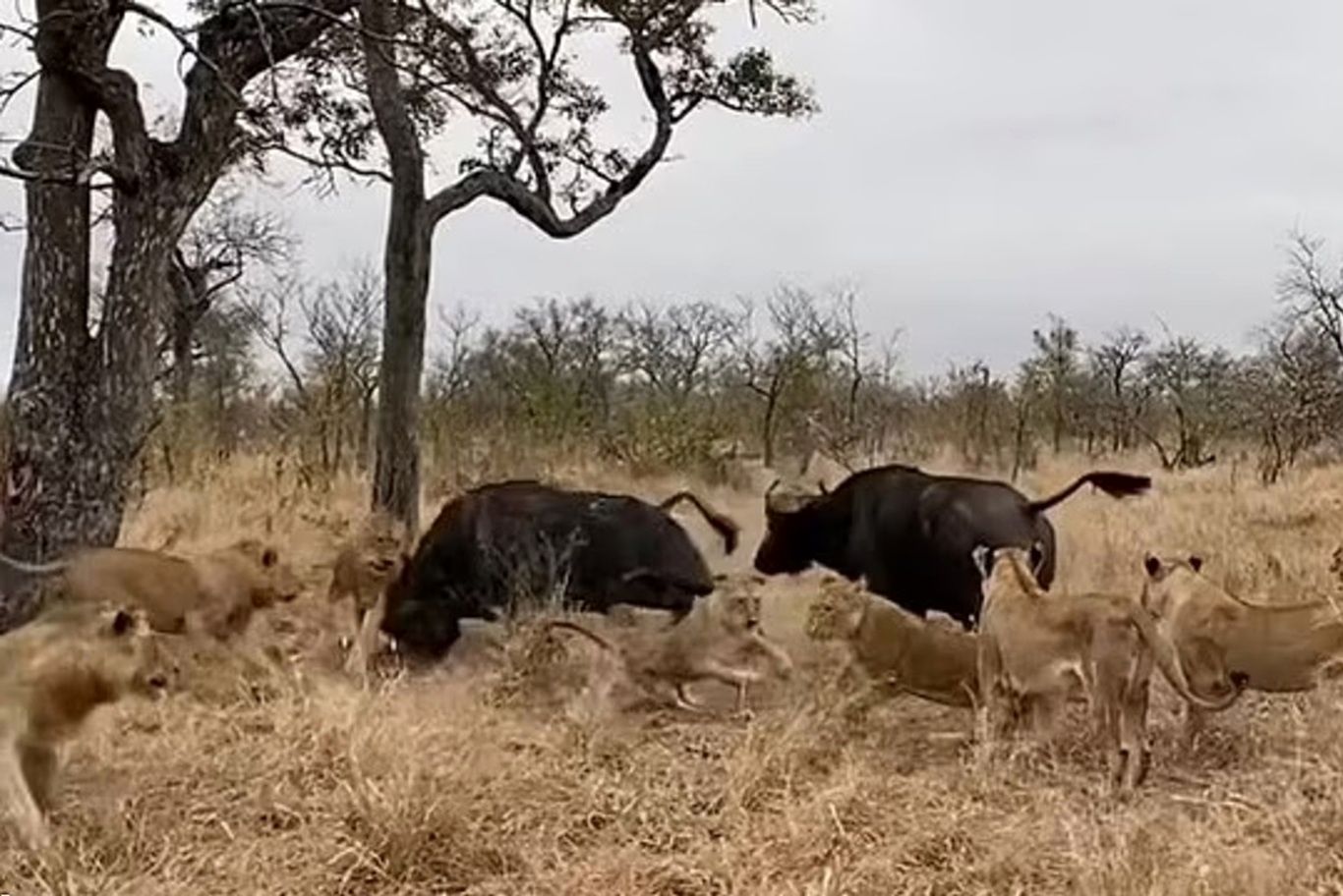 (ویدئو) حمله مرگبار گاومیش خشمگین به گله شیرهای گرسنه!