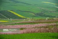تصاویر حیرت انگیز از طبیعت بهاری روستا‌های ساری