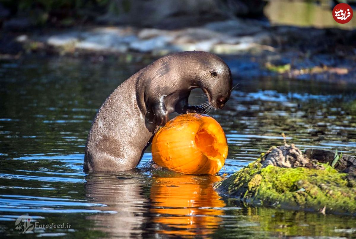 تصاویر/ هالووین در باغ وحش چستر انگلیس