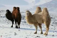 (ویدئو) یخ‌زدن شتر‌های دوکوهانه در دمای منفی ۳۰درجه