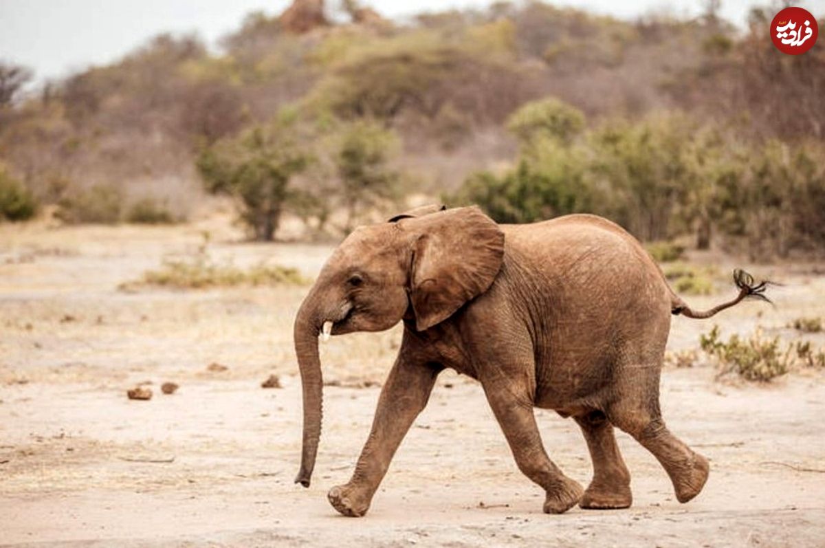 (ویدئو) بچه فیلی که تنها از شلنگ آب می‌نوشد!