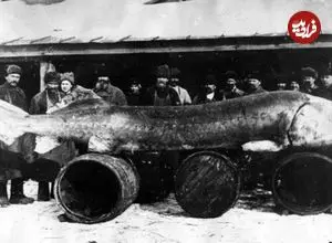 هیولای هفت متری؛ بزرگترین ماهی رودخانه‌ای صید شده در تاریخ