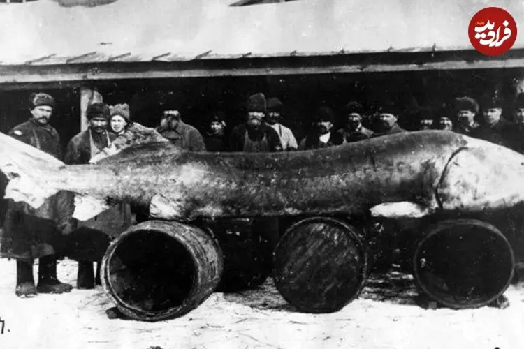 هیولای هفت متری؛ بزرگترین ماهی رودخانه‌ای صید شده در تاریخ