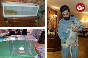 عکس؛ کشف یک شیر وحشی و ۲ مار پیتون و کبری در خانه‌ای در تهران