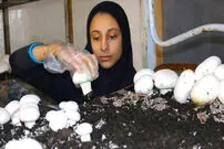 تولیدکنندگان قارچ در آستانه ورشکستگی
