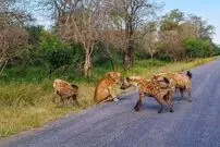 (ویدئو) شیر پیر در محاصره کفتارها؛ شیر زنده می‌ماند یا کفتارها پیروز می‌شوند؟