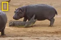 (ویدئو) حمله بچه اسب آبی ساده لوح به تمساح و گاومیش!