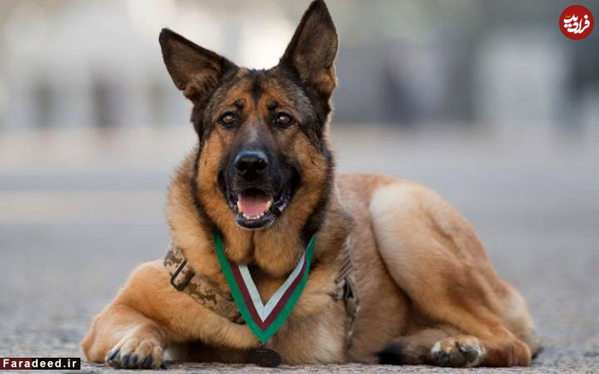 تصاویر/ مدال شجاعت بریتانیا بر گردن یک سگ