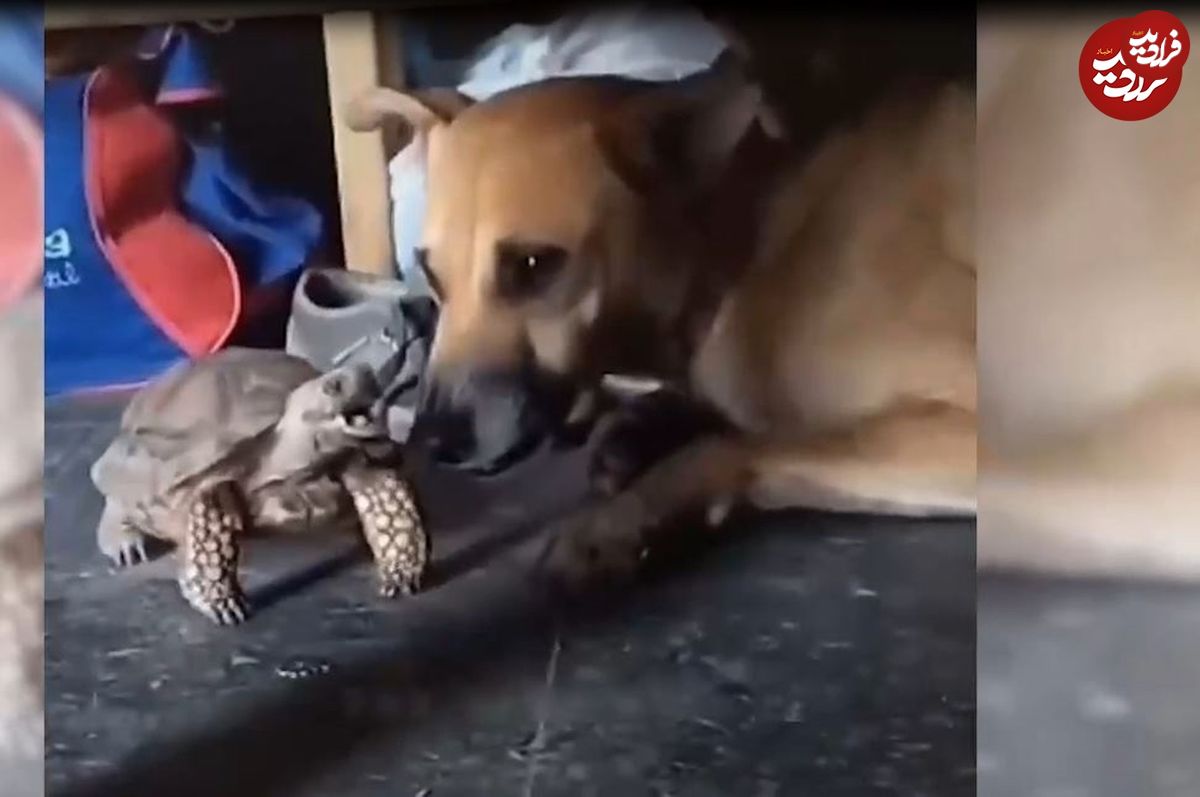 (ویدئو) تلاش احمقانه لاک پشت برای گاز گرفتن سگ گله!