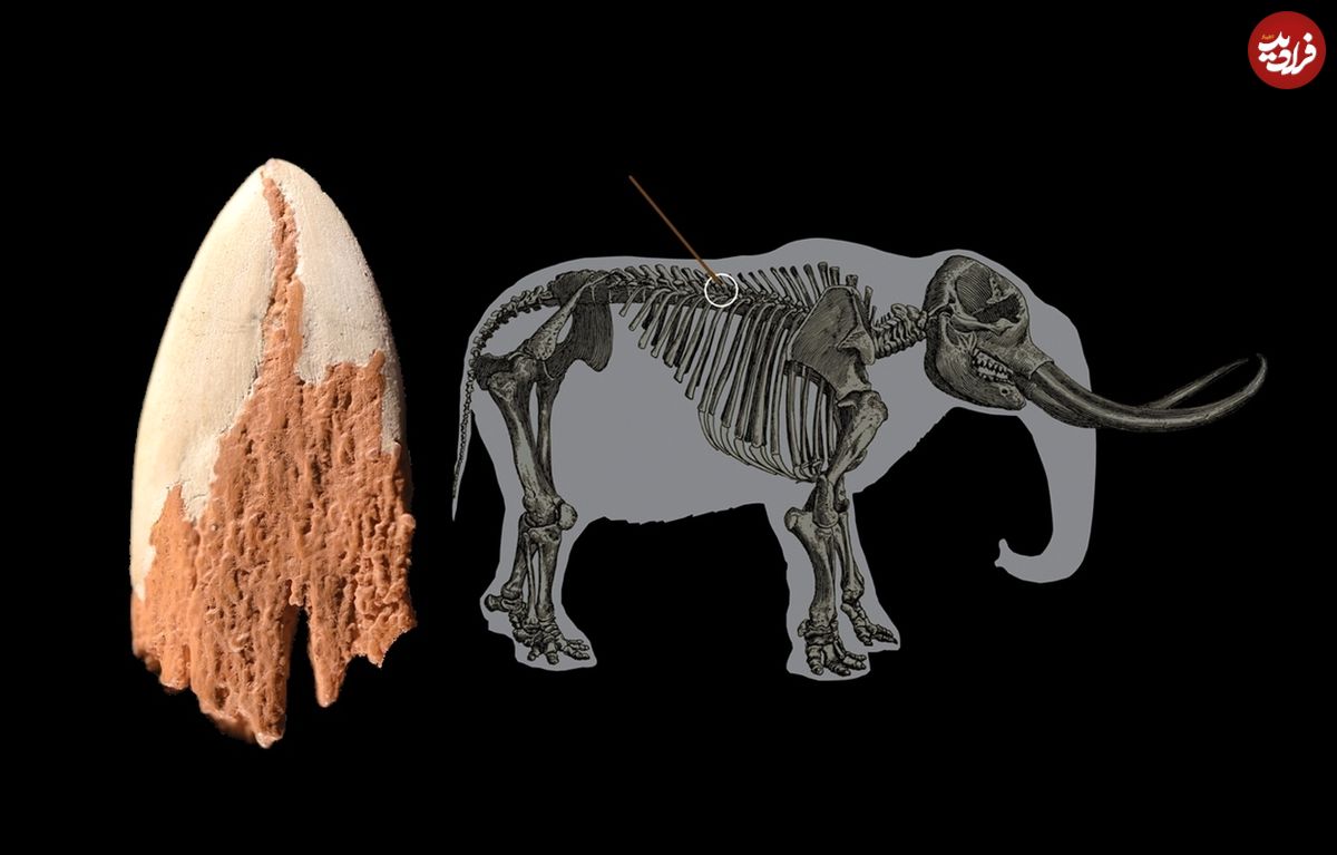 کشف سرنیزۀ ۱۴ هزار ساله در دندۀ یک جانور منقرض شده!