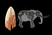 کشف سرنیزۀ ۱۴ هزار ساله در دندۀ یک جانور منقرض شده!