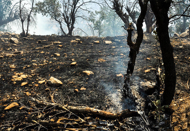 آتش‌سوزی جنگل چه بلایی بر سر خاک می‌آورد؟