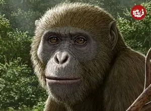 فسیل کشف‌ شده در مصر احتمالاً بقایای نزدیک‌ترین جد تمام میمون‌های بی‌دم است