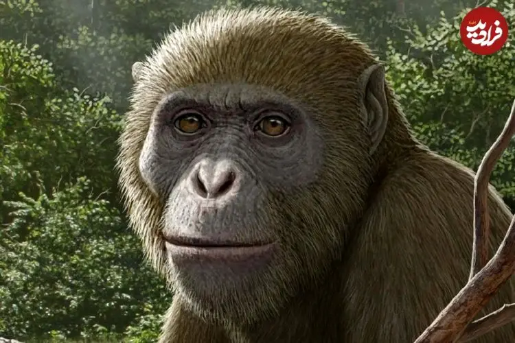 فسیل کشف‌ شده در مصر احتمالاً بقایای نزدیک‌ترین جد تمام میمون‌های بی‌دم است