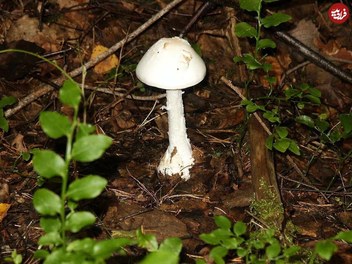 راز قارچ‌های سمی مرگبار چیست؟