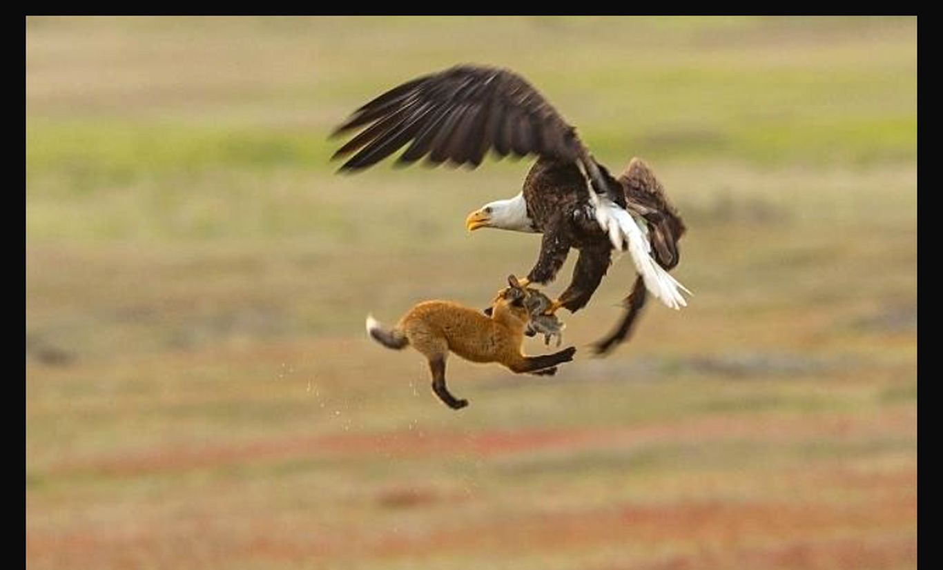 (ویدئو) گربه وحشی پس از شکار کبوتر به چنگ عقاب افتاد