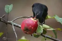 تصاویر/ حیات‌وحش پاییزی در سراسر جهان